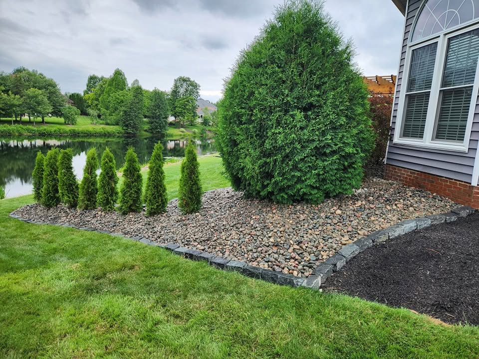 Arborvitae Planting with Pond View